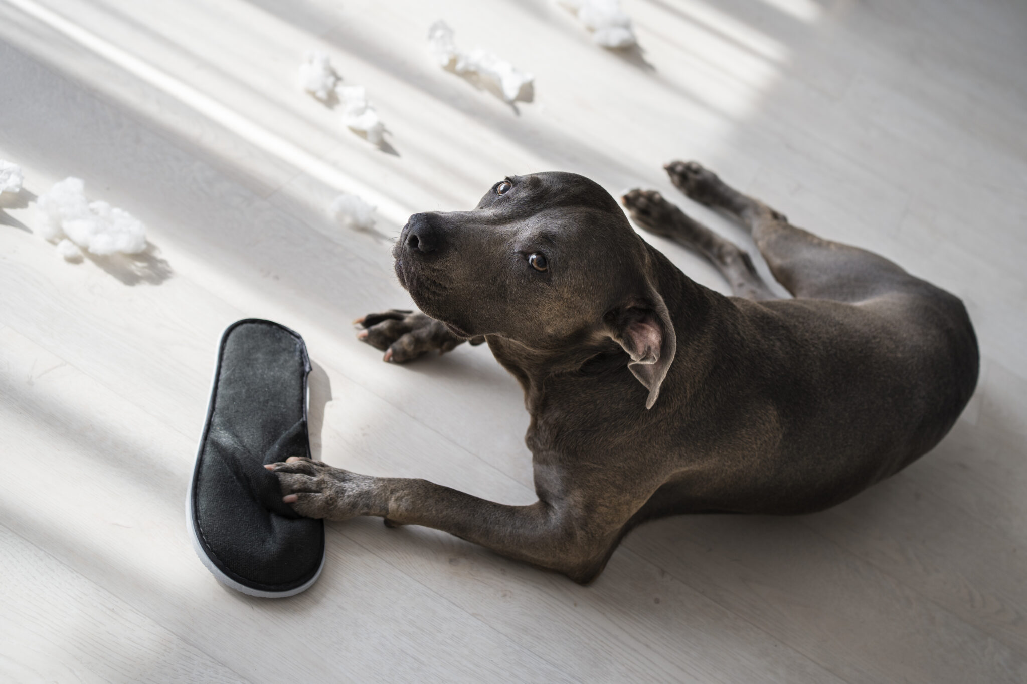 Pets nos condomínios